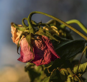 2017-07-02 16_11_31-Red Withering Rose at Daytime · Free Stock Photo